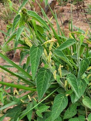 Acalypha villicaulis