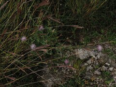 Centaurea deusta