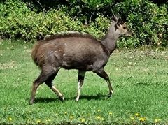 Tragelaphus sylvaticus sylvaticus