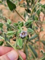 Trichodesma zeylanicum