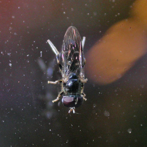 Eumerus flavitarsis