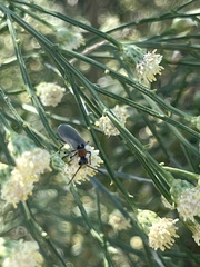 Epicauta wheeleri