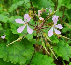 Pelargonium zonale