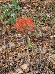 Scadoxus multiflorus