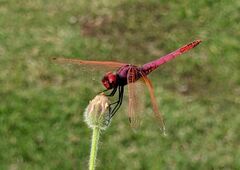 Trithemis annulata