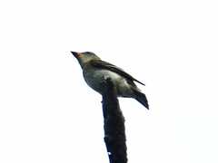 Empidonax