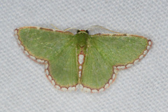 Synchlora pulchrifimbria