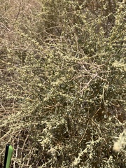 Atriplex polycarpa