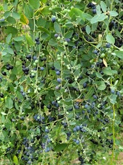 Cocculus hirsutus