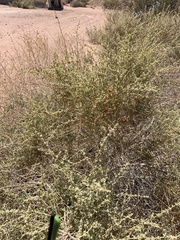 Atriplex polycarpa