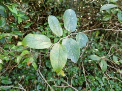 Celtis iguanaea