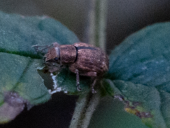 Strophosoma melanogrammum