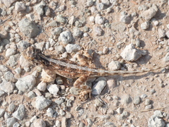 Agama aculeata aculeata