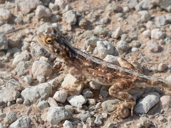 Agama aculeata aculeata