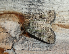 Anaplectoides pressus