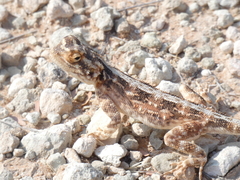 Agama aculeata aculeata