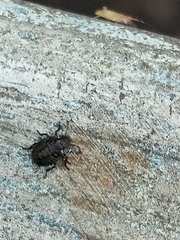 Pentatoma rufipes