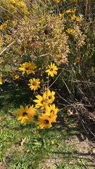 Helianthus angustifolius