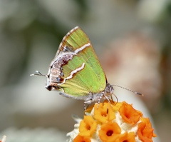 Chlorostrymon simaethis