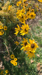 Helianthus angustifolius