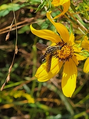 Lepidophora lepidocera