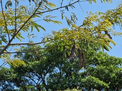 Parapiptadenia rigida