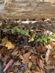 Lonicera