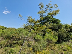 Parapiptadenia rigida