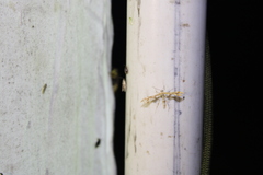 Geina periscelidactylus