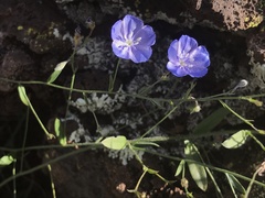 Evolvulus arizonicus