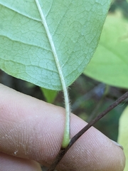 Styrax grandifolius