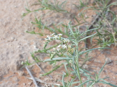 Heliotropium ciliatum