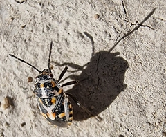 Bagrada kaufmanni
