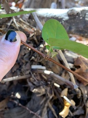 Lonicera