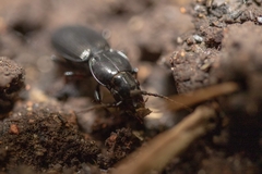 Pterostichus madidus