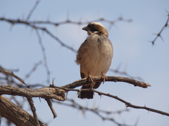 Plocepasser mahali mahali