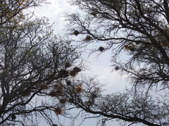 Plocepasser mahali mahali