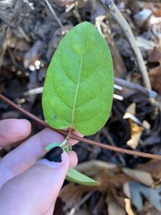 Lonicera