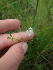 Galium trifidum