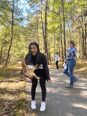 Liquidambar styraciflua