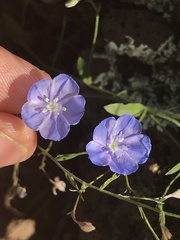 Evolvulus arizonicus