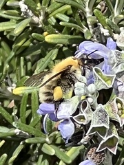 Thoracobombus