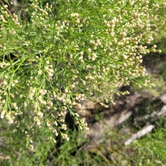 Baccharis angustifolia