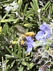 Thoracobombus