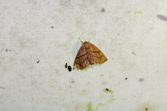 Apoda y-inversa