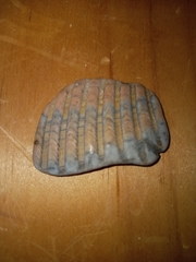 Dinocardium robustum