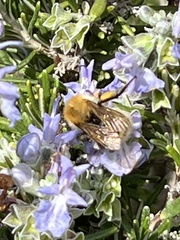 Thoracobombus