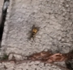 Vespula vulgaris