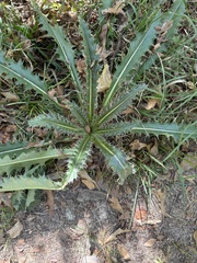 Cirsium horridulum