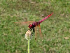 Trithemis annulata
